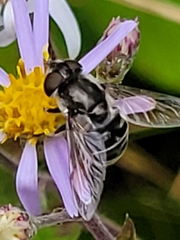 Eristalis dimidiata
