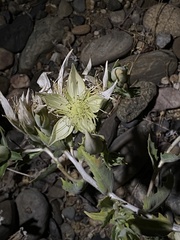 Mentzelia laevicaulis