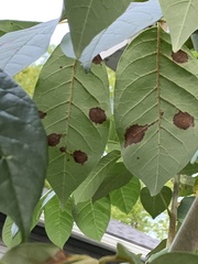 Mycosphaerella fraxinicola