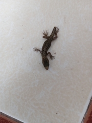 Gonatodes caudiscutatus