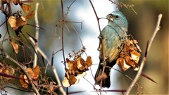 Cyanoloxia glaucocaerulea