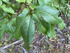 Frangula californica