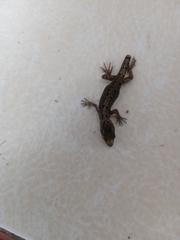 Gonatodes caudiscutatus