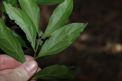 Cryptocarya triplinervis pubens