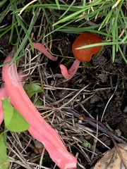 Clavaria rosea