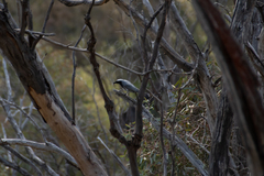 Coracina novaehollandiae