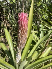 Quesnelia quesneliana