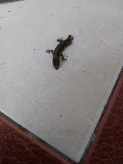 Gonatodes caudiscutatus