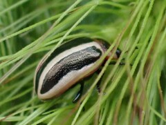 Calligrapha californica