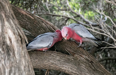 Eolophus roseicapilla