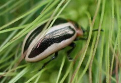 Calligrapha californica
