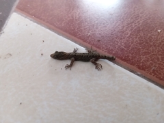 Gonatodes caudiscutatus