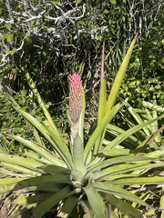 Quesnelia quesneliana