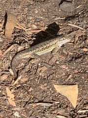Sceloporus occidentalis