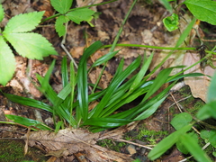 Carex folliculata