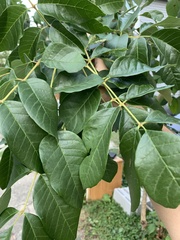 Mycosphaerella fraxinicola