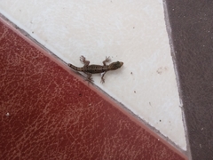 Gonatodes caudiscutatus