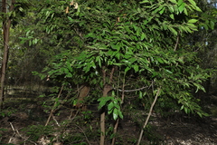 Cryptocarya triplinervis pubens