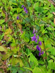Campanula rapunculoides
