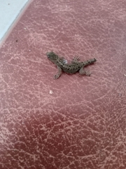 Gonatodes caudiscutatus