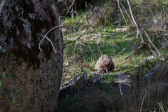 Tachyglossus aculeatus