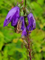 Campanula rapunculoides
