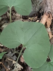 Asarum canadense