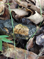 Hexagonia