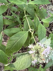 Pycnanthemum incanum