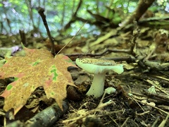 Russula fragilis