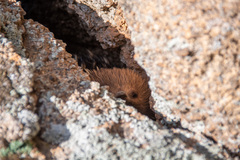 Tachyglossus aculeatus