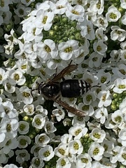 Dolichovespula maculata