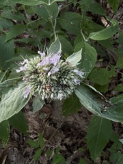 Pycnanthemum incanum