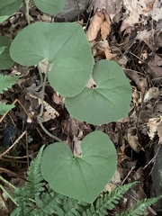Asarum canadense
