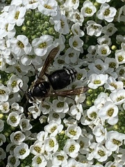 Dolichovespula maculata