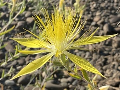 Mentzelia laevicaulis