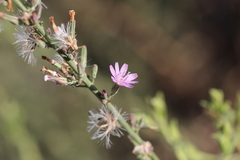 Stephanomeria virgata