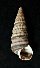 Cerithideopsis scalariformis
