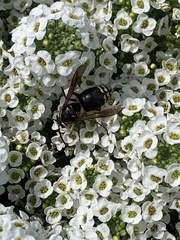 Dolichovespula maculata