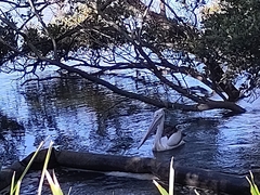 Pelecanus conspicillatus