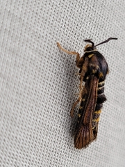 Pennisetia marginatum