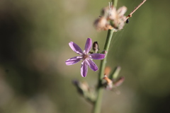 Stephanomeria virgata