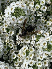 Dolichovespula maculata