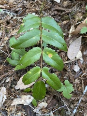 Berberis nervosa