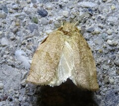 Choristoneura fractivittana