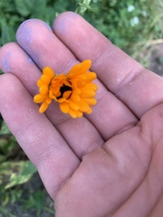 Calendula officinalis