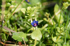 Lysimachia arvensis caerulea