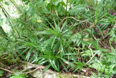 Freycinetia arborea