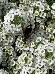 Dolichovespula maculata