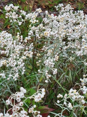 Anaphalis margaritacea